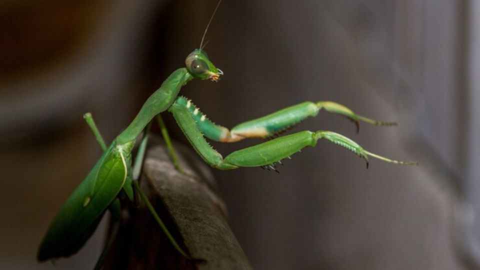 Este insecto se alimenta de las plagas que afectan a tu jardín