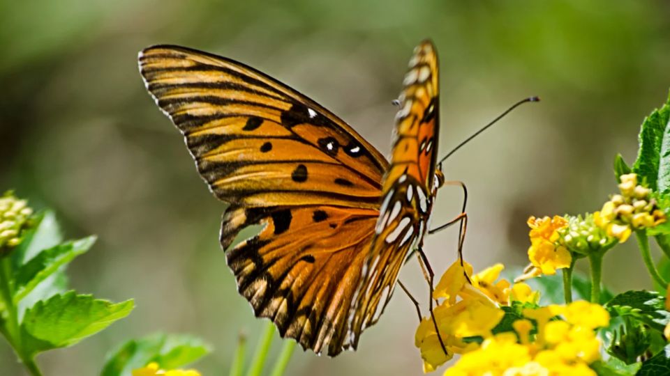 Esto es lo que tienes que hacer si quieres que te visiten mariposas.