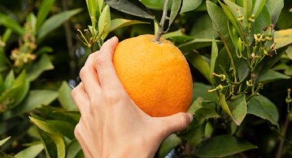 El barato abono casero que necesita tu árbol de naranja para cosechar las frutas más sabrosas