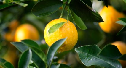 Con solo una semilla, así puedes darle vida a tu limonero en maceta