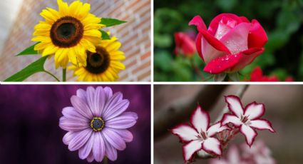 Conoce tus secretos más profundos, según la flor que elijas