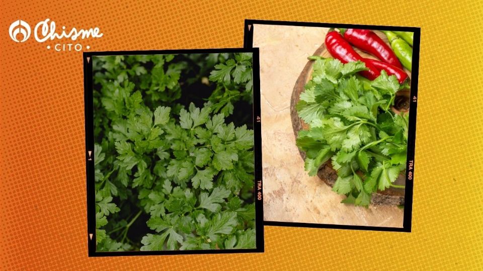 Ante la crisis por el cilantro, siembra el tuyo en casa con estos sencillos pasos.