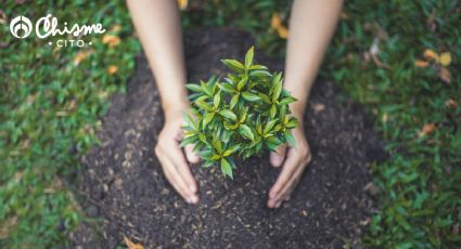 El alimento lácteo que mantiene las plantas siempre verdes y saludables
