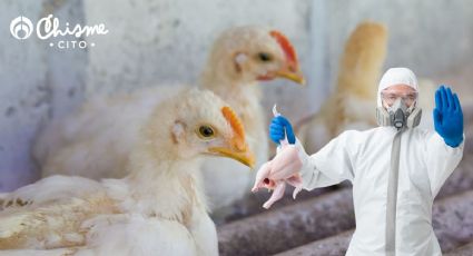 Gripe Aviar: 3 recomendaciones de doctores para evitar contagios