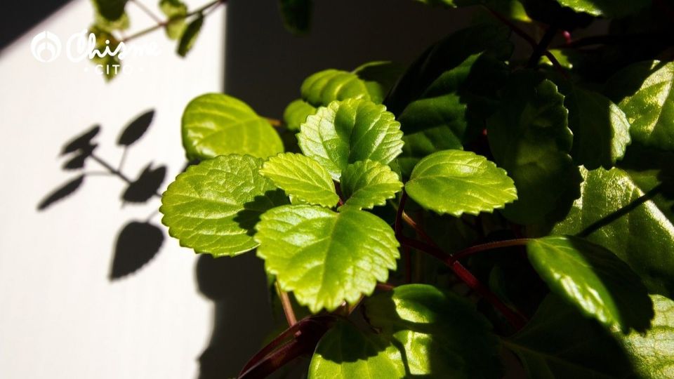 Esta planta es ideal para que la tengas en  tu hogar porque decora y atrae la buena suerte.