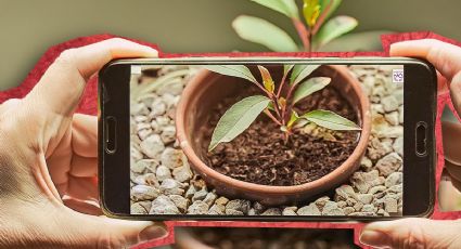 La mejor app para cuidar tus plantas en tiempo récord