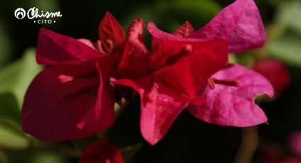 Bugambilia: el truco de jardinería para que tu planta tenga flores coloridas todo el verano