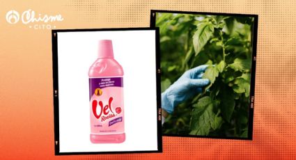 El trucazo para eliminar las mosquitas blancas de tus plantas con Vel Rosita