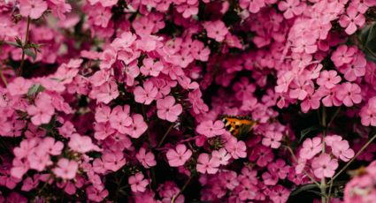 Así debes usar levadura para hacer florecer tus plantas en pocos días