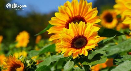 Aprende a cultivar girasoles y llena tu jardín de luz y vida