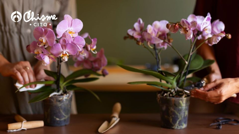 Conoce los lugares donde debes colocar tus orquídeas para tener armonía, según el Feng Shui.