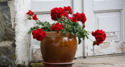 3 flores elegantes que necesitan poca agua y resisten a la sequía