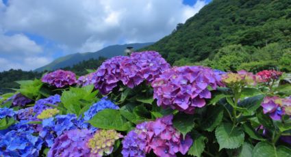 Como podar correctamente las hortensias en verano