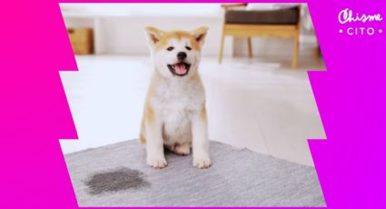 ¿Tu hogar huele a orina de tus perros? Esta es la manera más efectiva de limpiar
