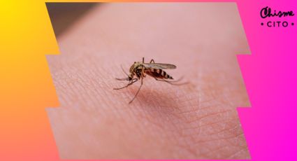 Si ya te picaron los mosquitos, estos son los mejores remedios para aliviar la comezón y ronchas
