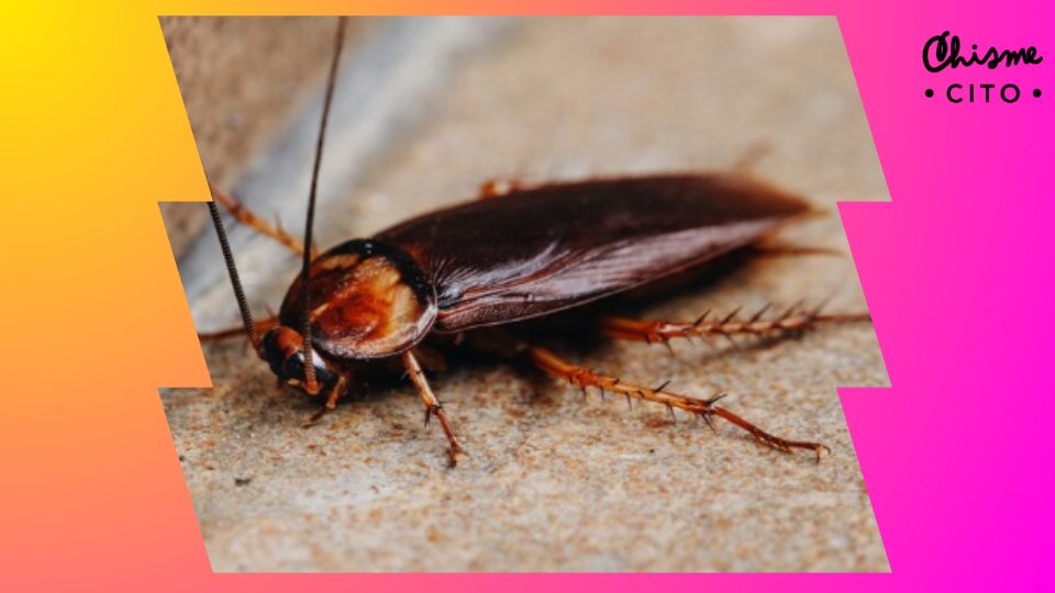 ¡Aguas con estos olores! No querrás atraer a un ejército de cucarachas.