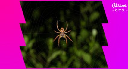 5 señales para identificar si una araña es venenosa: esto es lo que debes hacer si te pican