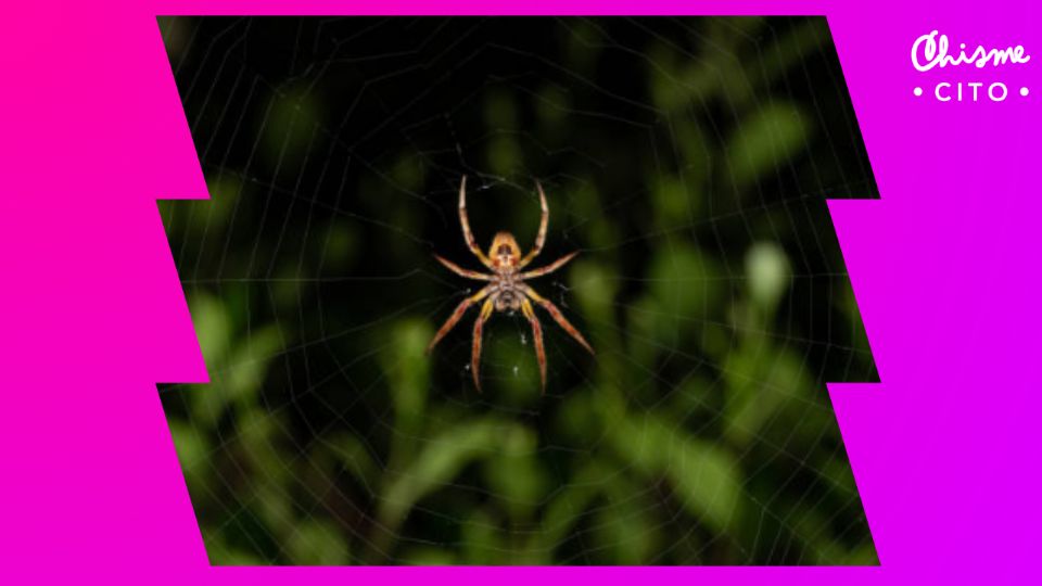 De esta forma puedes identificar si una araña es venenosa o no.
